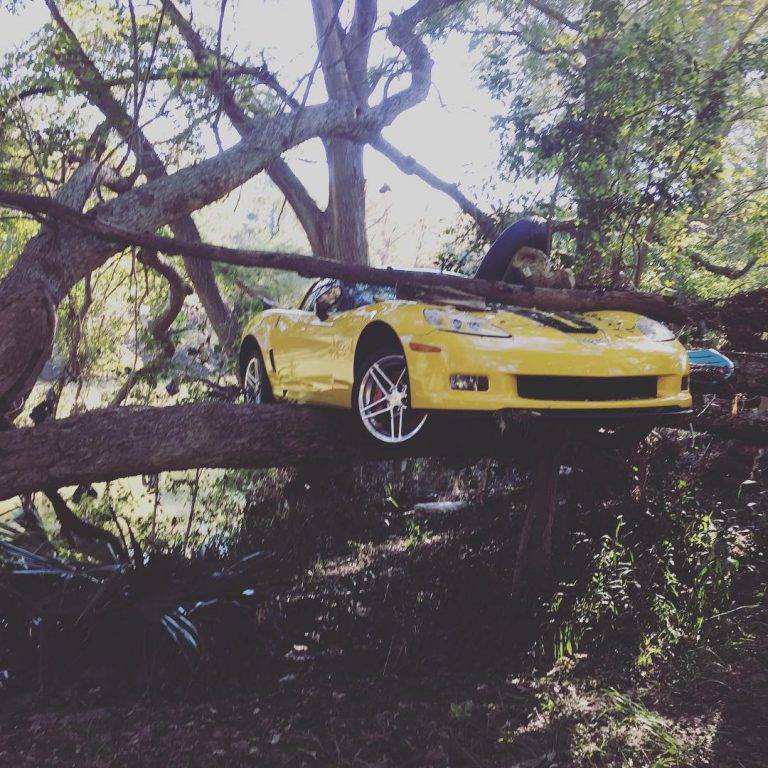 10 Absurd Photos Of Cars In Trees (5 Of Trees In Cars)