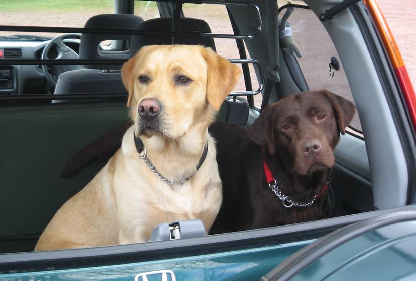 These Are The Strangest Driving Laws That Leave Us Scratching Our Heads