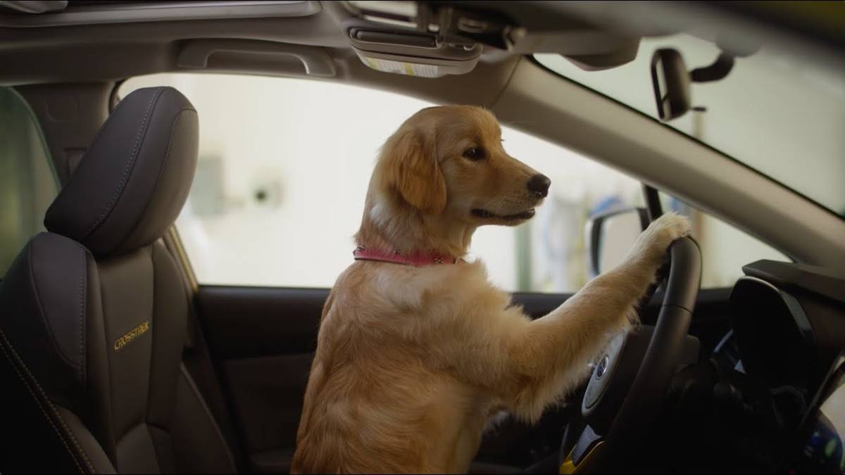 Watch: These 6 Heartwarming Subaru Dog Commercials Are A Must-See
