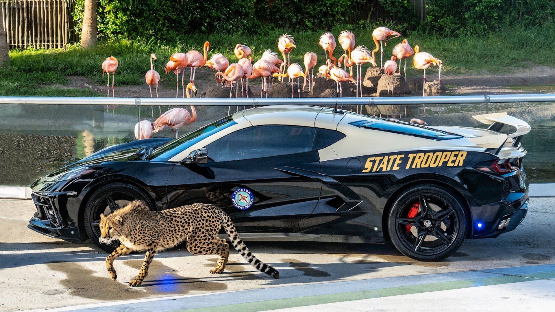 Florida Highway Patrol's C8 Corvette Crowned America's Best Looking Cruiser, image size:1500x844